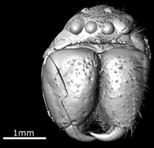 &nbsp;&nbsp;&nbsp;&nbsp;&nbsp; Fossil Huntsman Spider