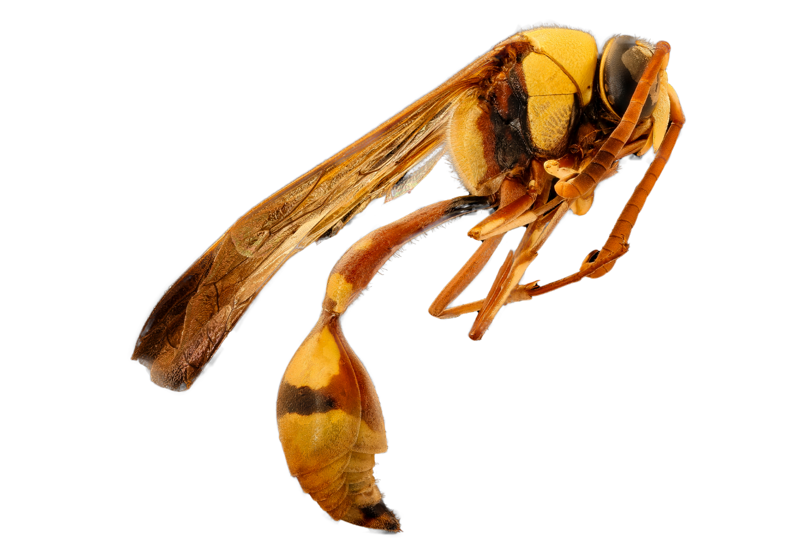 Become a Member Today