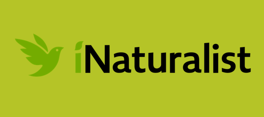 iNaturalist logo