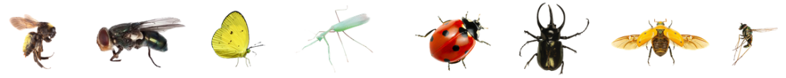 Small icons of various insects